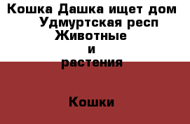 Кошка Дашка ищет дом!  - Удмуртская респ. Животные и растения » Кошки   